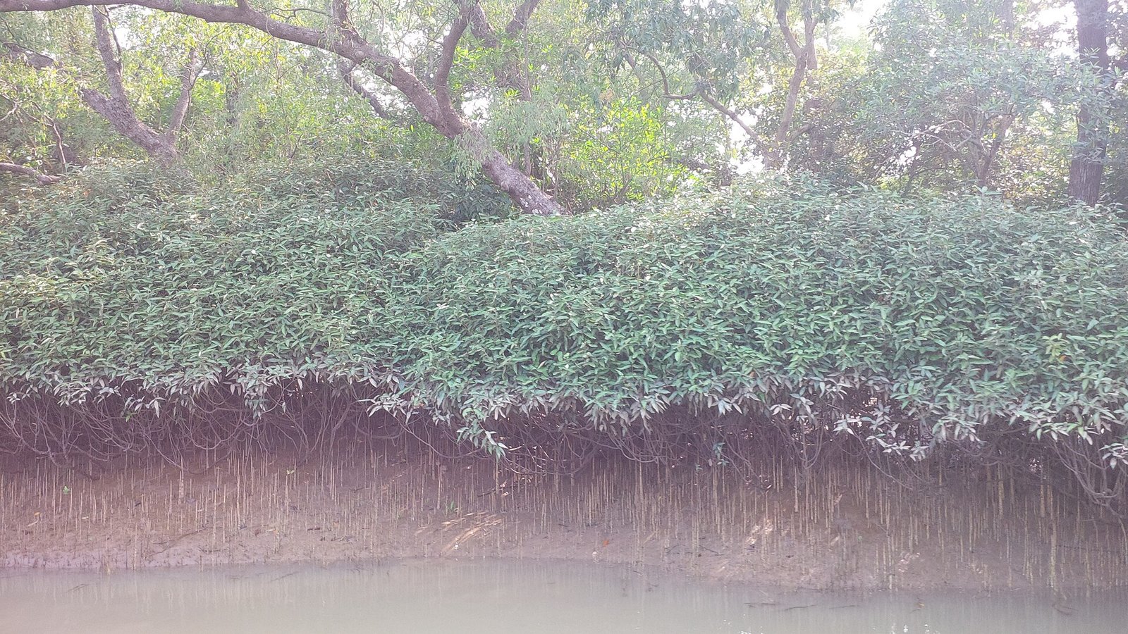 Mangrove fringe and breathing roots along a creek at Bhitarkanika, Odisha