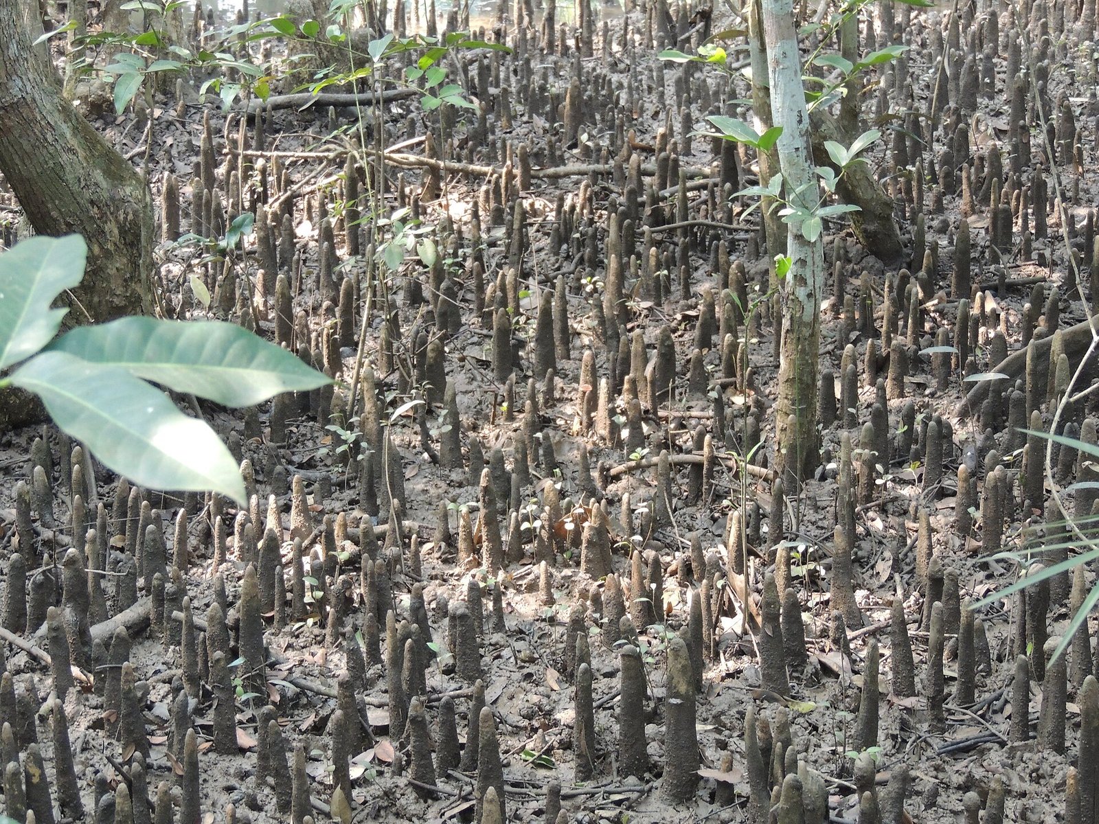 Mangrove pneumatophores in tidal mud at Bhitarkanika